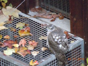 Jung-Sperber auf meinem Abflugkasten