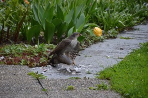 Sperberweib in Nachbars Garten.